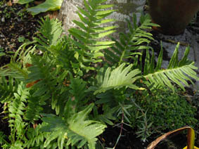 Polypodium vulgare